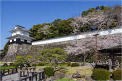 桜咲く玖島城址4