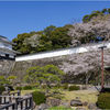 桜咲く玖島城址4