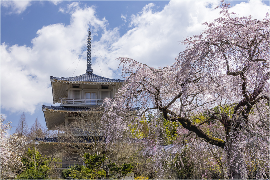 一本桜に魅せられて（浄泉寺の枝垂れ桜）