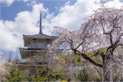 一本桜に魅せられて（浄泉寺の枝垂れ桜）