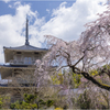 一本桜に魅せられて（浄泉寺の枝垂れ桜）
