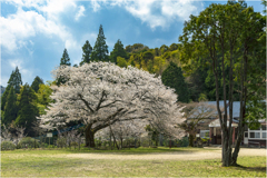 一本桜に魅せられて（久保山分校のヤマザクラ）2