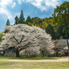 一本桜に魅せられて（久保山分校のヤマザクラ）2