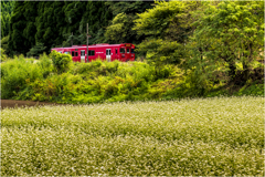 そばの花咲く頃
