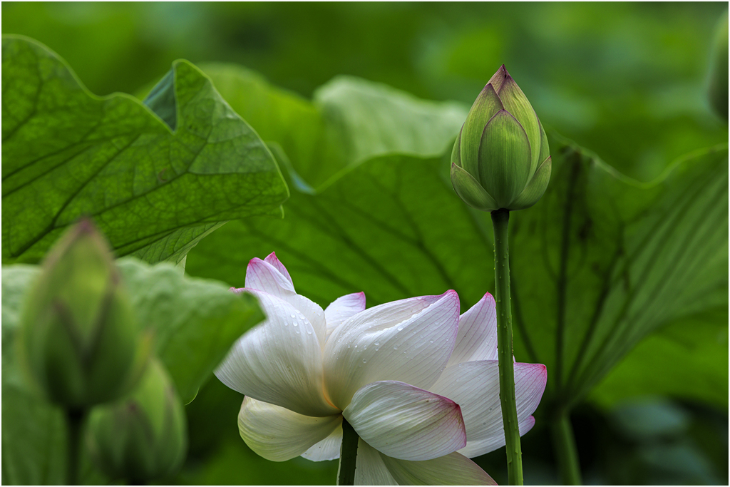 蓮の花