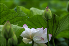 蓮の花