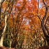 紅葉のトンネル2