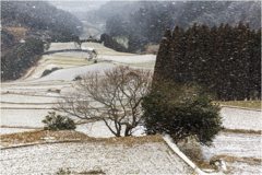 雪の棚田