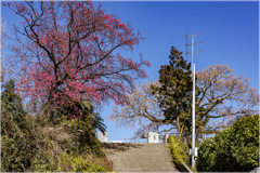 通りすがりの校門