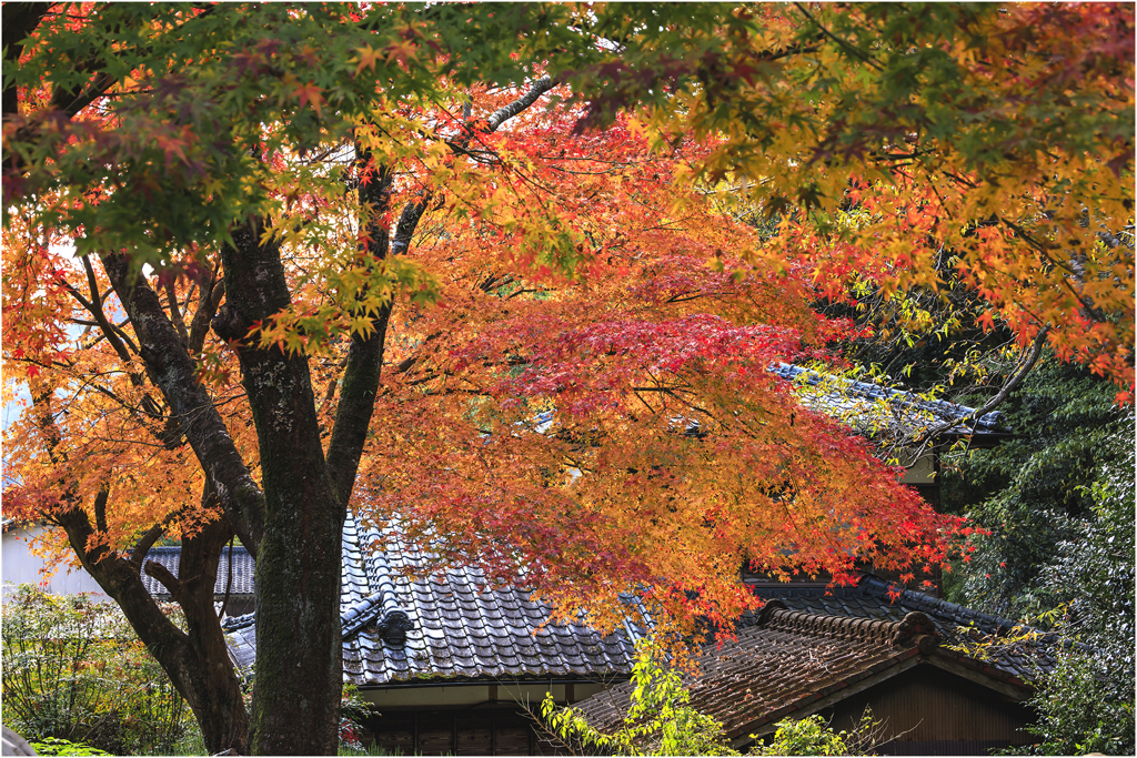 晩秋の里山2