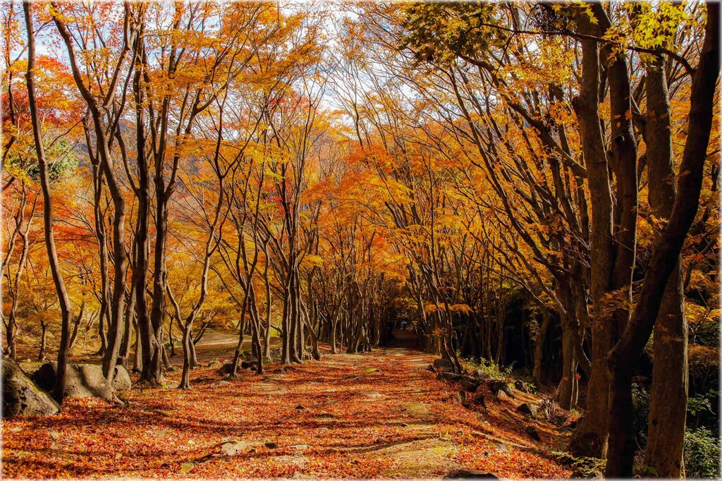 紅葉のトンネル2