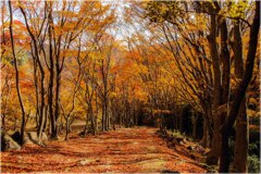 紅葉のトンネル2