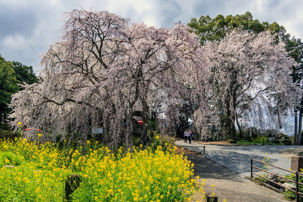 身延桜