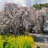 身延桜