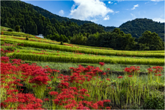 棚田の彼岸花