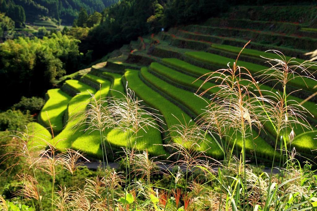 里山の秋
