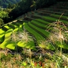 里山の秋