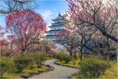 梅の花咲く島原城