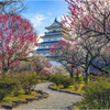 梅の花咲く島原城