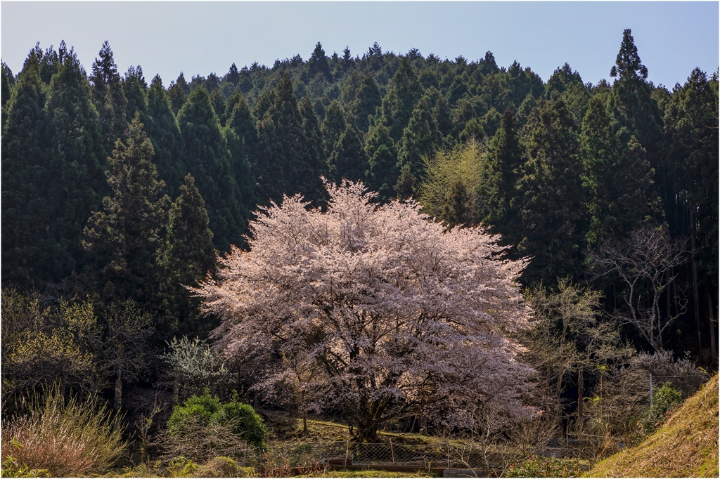 一本桜に魅せられて(日岳の一本桜)