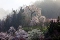 一本桜に魅せられて（与一野のしだれ桜）4