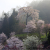 一本桜に魅せられて（与一野のしだれ桜）4