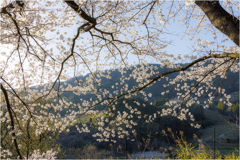 桜の咲く風景2