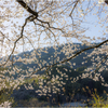 桜の咲く風景2