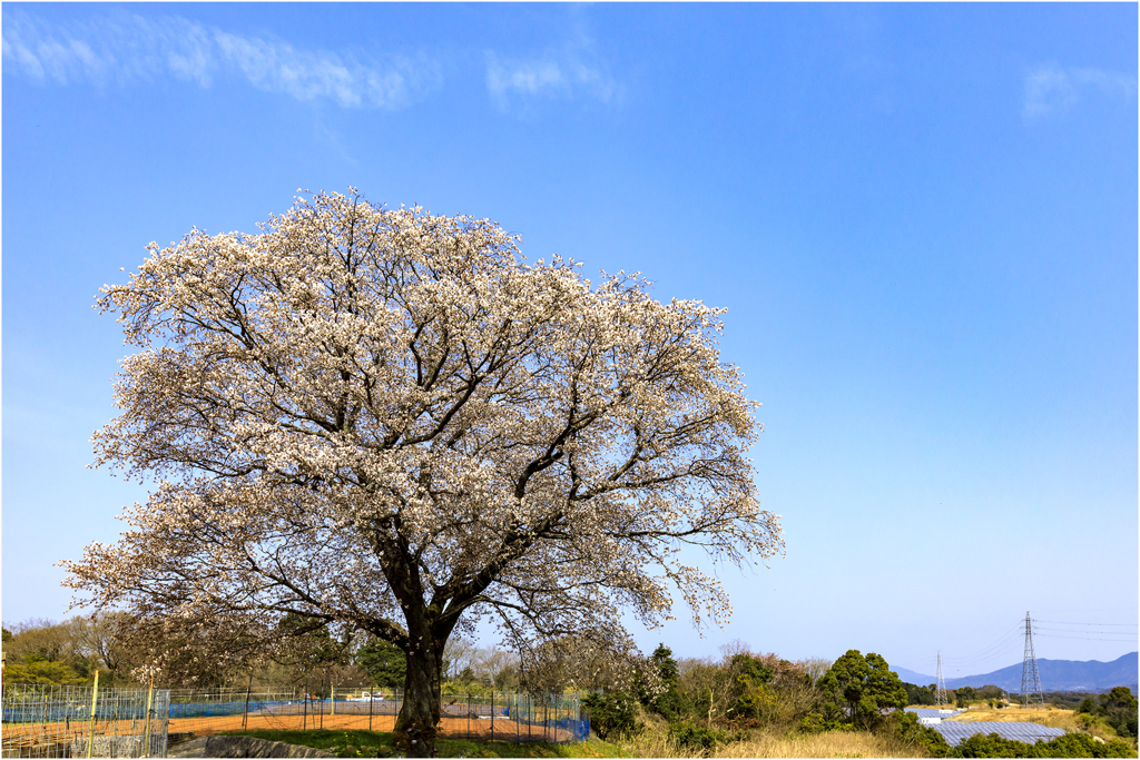 一本桜に魅せられて（大ヶ原の黄金桜）2