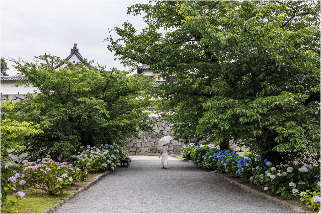 城址の紫陽花2