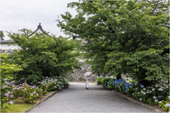 城址の紫陽花2