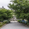 城址の紫陽花2