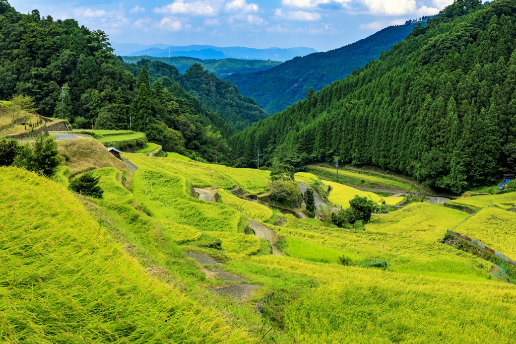 色づく棚田1