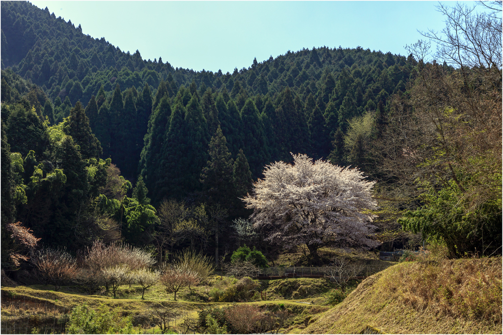 一本桜に魅せられて(日岳の一本桜)2