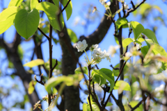 桜のような…1