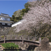 桜咲く玖島城址2