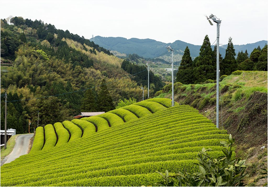 新茶の季節