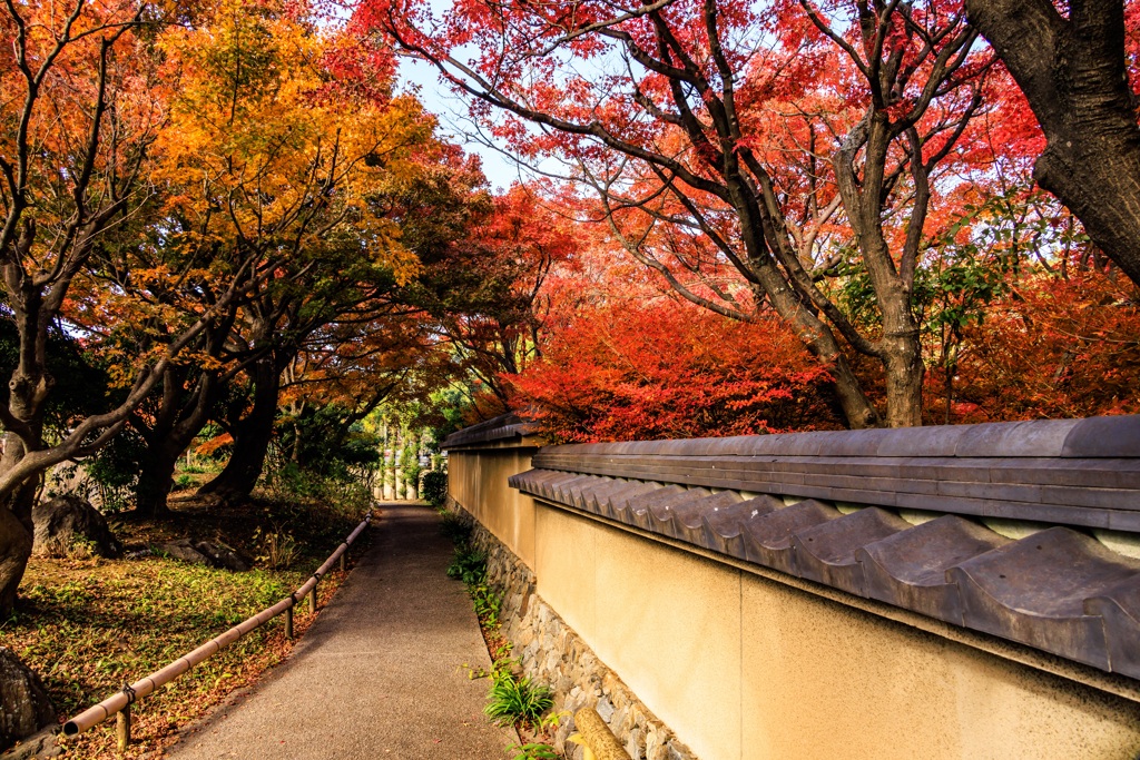 晩秋の景