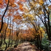 紅葉のトンネル1