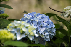 紫陽花の季節2