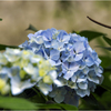 紫陽花の季節2