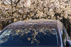 桜の咲く頃
