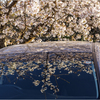桜の咲く頃
