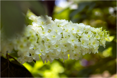 白い紫陽花