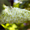 白い紫陽花