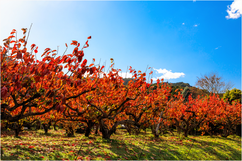 紅葉する柿畑