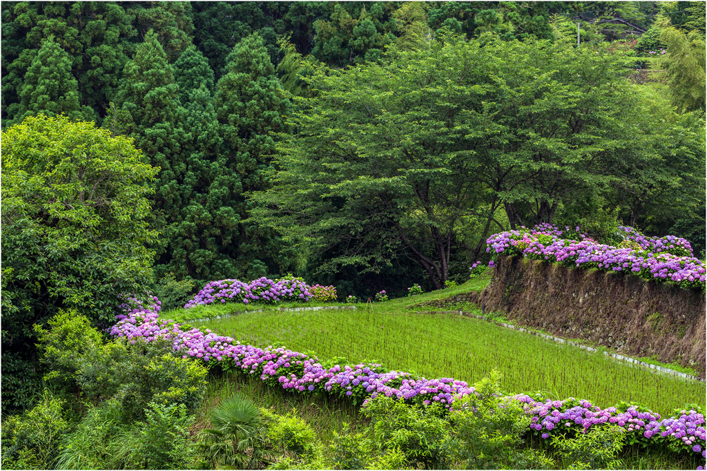 畔に咲く紫陽花