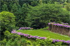 畔に咲く紫陽花
