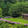 畔に咲く紫陽花