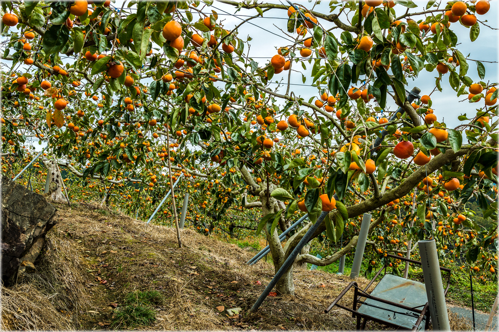 晩秋の柿畑5